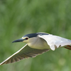 近くの県に鳥を見に連れて行ってもらった日記（２０２１　０６０６）その４。最終回。