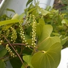 Dioscorea japonica　ヤマノイモ