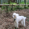 【犬連れ日帰りドライブ】【茅ヶ崎里山公園】他 神奈川県 茅ヶ崎市