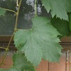 袋掛け　アマガエル　 Bagging grapes