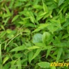 自宅庭の雑草も紅葉－333．ササガヤ－