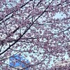 今日も桜🌸