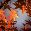 京都の紅葉観光スポット厳選5選！心を奪われる美しい風景を楽しもう！