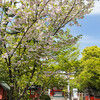 車折神社の八重桜