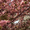 【桜便り】八重桜が見頃も