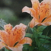 ７月１８日  誕生日の花・花言葉・歌句・万葉歌