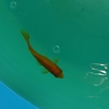春に近付くベランダ金魚の水温