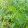 畑からこんにちは！　1002   " 秋植え野菜の観察日記 “   成長していくのを見るのも楽しくなる家庭菜園！