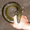 ウナギは繰り返す