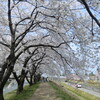 富山県朝日町　舟川べりの桜　（富山特派員だより）