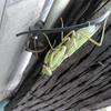 カマキリに問われる