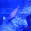 ２０２４／０１／１２　すみだ水族館