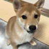 柴犬あきとの生活　47