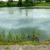 蛭沢池（静岡県浜北）