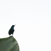 クロタイヨウチョウ Black Sunbird