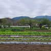 野菜畑マルチシート張り