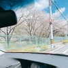 桜がだいぶ散ってきましたね 