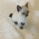 しまぽいんと