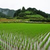 紫陽花と山里の風景 