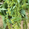 畑の悩み解決法：ギシギシ草の根絶