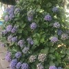 紫陽花