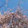 京都大原 三千院 紅葉 見ごろ時期は？