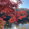 11/20三河湖紅葉情報🍁