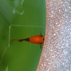 ベランダ睡蓮鉢の金魚 ようやく水換え
