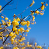 【Z 9 & Nikkor Z 24-120mm f/4 ・仙台】 仙台の春はもうすぐ。でも、かなり寒いけど。February 2024