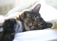 やっぱり猫が好き！ 猫の写真や動画をパソコン＆スマホの画面越しに“モフモフ”しよう