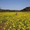 《キャンピングカーくるま旅》花咲く春の総州へ 人気を避けた千葉の旅 Day2