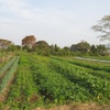 今週の野菜