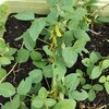 秋どり枝豆　順調です！秋どりトウモロコシは不調・・・