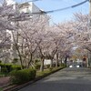 明舞地区の桜