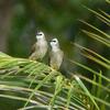 メグロヒヨドリ(Yellow-vented Bulbul)のカップル