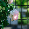 春は花写真