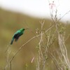 飛びながら吸蜜するミドリオナガタイヨウチョウ(Malachite Sunbird)