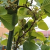 キウイの花芽／大風が吹く