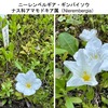 青花クフェア，ニーレンベルギア・ギンバイソウ，ノリウツギ（街で出会ったちょっと珍しい季節）　　クフェアの赤花種はかなり長い間育てていたのですが，青花に初めて出会いました．赤花種は丈夫でお気に入りの植物でした．　名札に「ぎんばいそう」とあった花は，調べてみるとニーレンベルギア・ギンバイソウ．ギンバイソウで間違いとは言えないようですが，ギンバイソウといえばアジサイ科の山野草のギンバイソウを指すのが一般的．アジサイ科では，今年もノリウツギの花を見てきました．もっと広まっていい花だと思います．