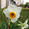 (255) Narcissus tazetta var. chinensis