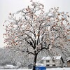 １２月１２日（木）各地で雪の便り