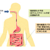 新しいプロバイオティクス