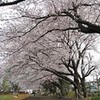 記憶の中の最初のお花見