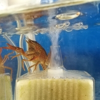 赤ちゃんザリガニの成長 孵化してからそろそろ3ヶ月なので 成長をまとめておこうと思います 薬剤師とザリガニの奮闘記