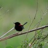 Red-backed Fairy-wren male  セアカオーストラリアムシクイの♂