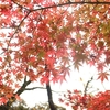 2020.11　飛鳥山公園の紅葉（東京）