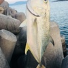 釣果情報🐟‪🎣‬