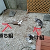 カワイイだけじゃなかった