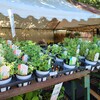 最近流行のミントや観葉植物も安く手に入る『植木市』が大阪城公園の森ノ宮側で開催中！