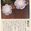 最近心揺れた花の話②